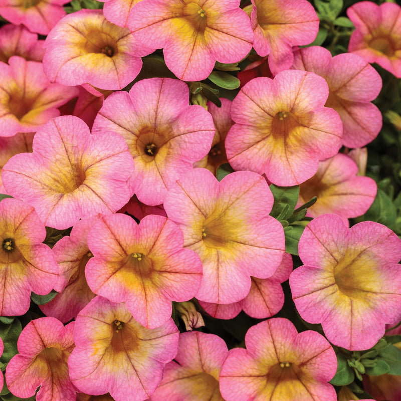 Superbells Honeyberry Calibrachoa up close.