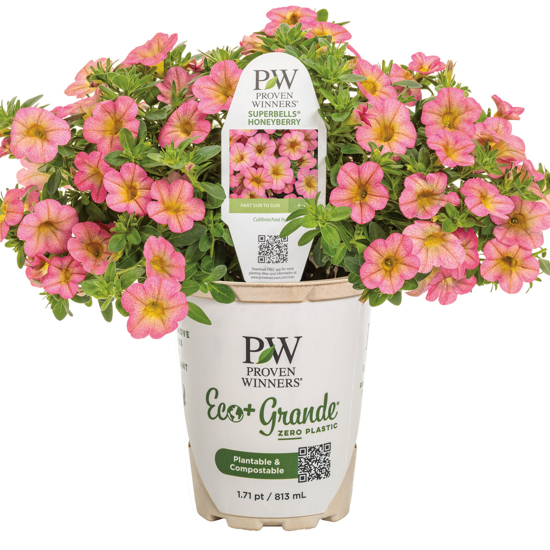 Calibrachoa | Superbells® Honeyberry™ | Proven Winners® Annuals