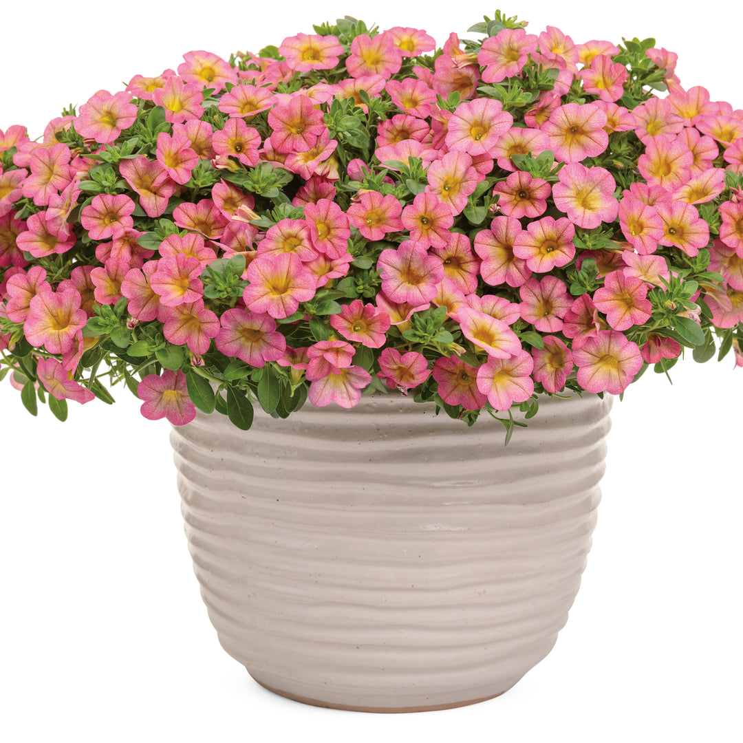 Superbells® Honeyberry™ Calibrachoa
