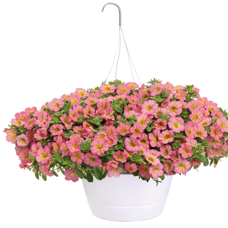 Superbells Honeyberry Calibrachoa in container.