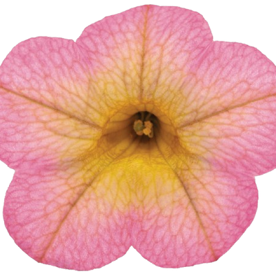 Superbells® Honeyberry™ Calibrachoa (Calibrachoa hybrid)