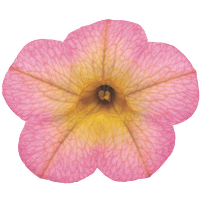 Superbells® Honeyberry™ Calibrachoa