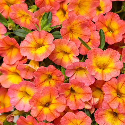 Superbells Coral Sun Calibrachoa up close.