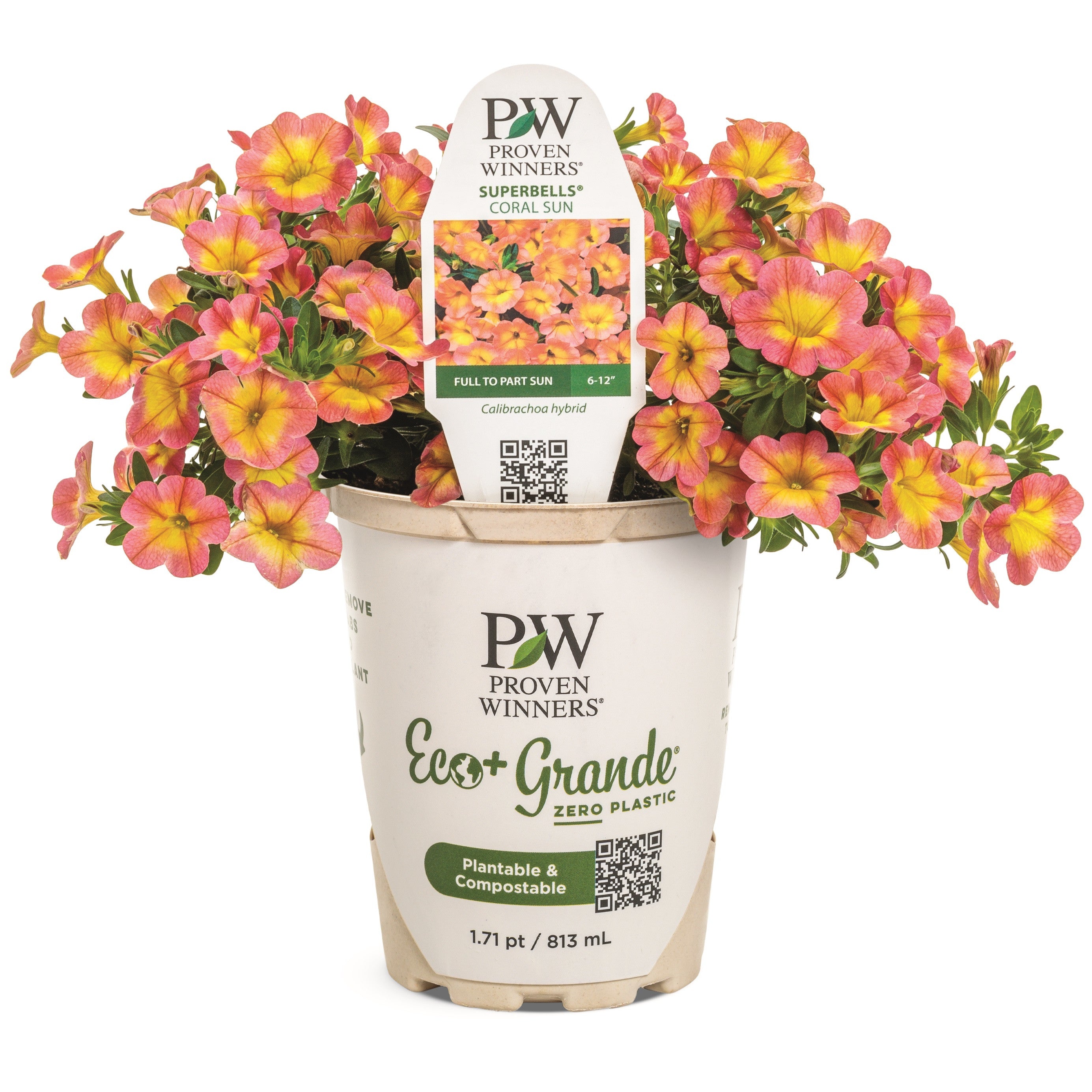 Calibrachoa | Superbells® Coral Sun™ | Proven Winners® Annuals