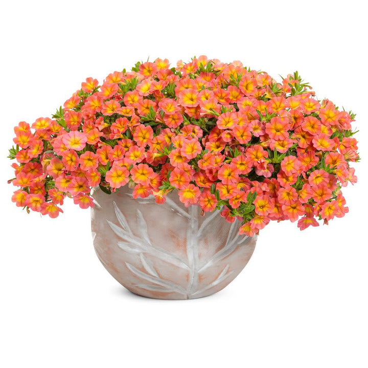 Superbells® Coral Sun Calibrachoa
