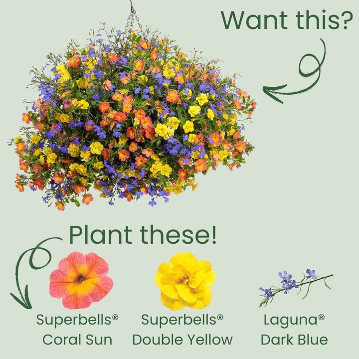 Calibrachoa | Superbells® Coral Sun™ | Proven Winners® Annuals