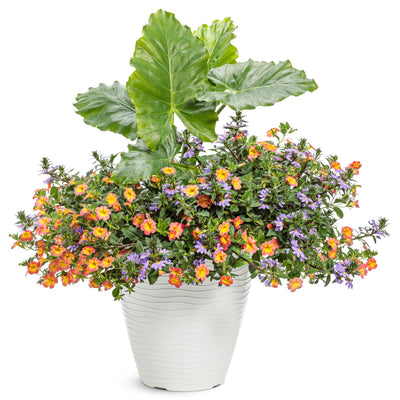 Superbells® Coral Sun Calibrachoa