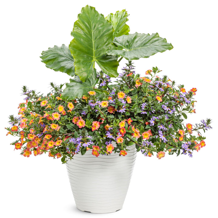 Calibrachoa | Superbells® Coral Sun™ | Proven Winners® Annuals