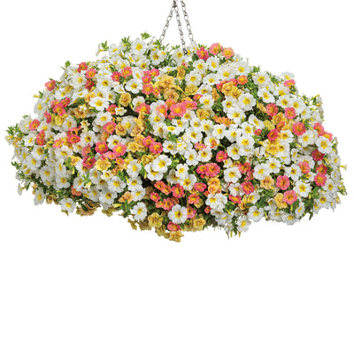 Superbells® Coral Sun Calibrachoa