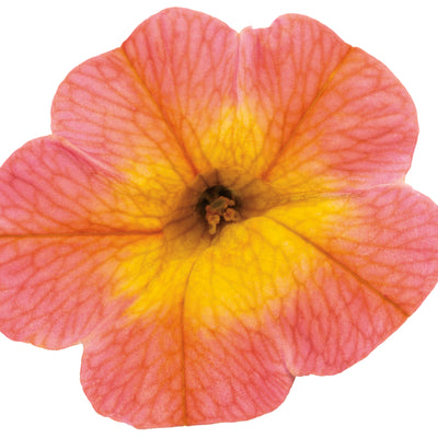 Superbells® Coral Sun Calibrachoa (Calibrachoa hybrid)