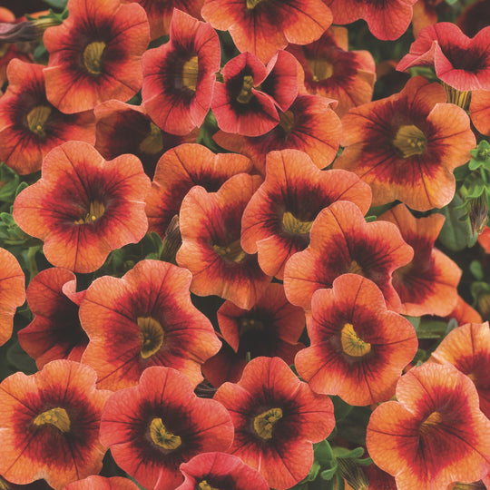 Superbells® Tangerine Punch™ Calibrachoa