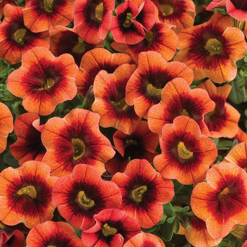 Superbells Tangerine Punch Superbells Tangerine Punch Calibrachoa up close.