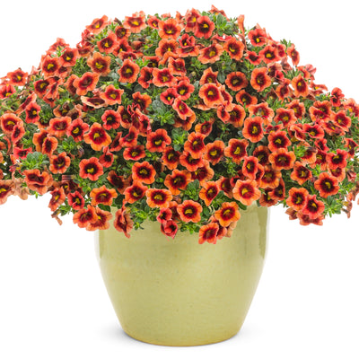 Superbells® Tangerine Punch™ Calibrachoa (Calibrachoa hybrid)