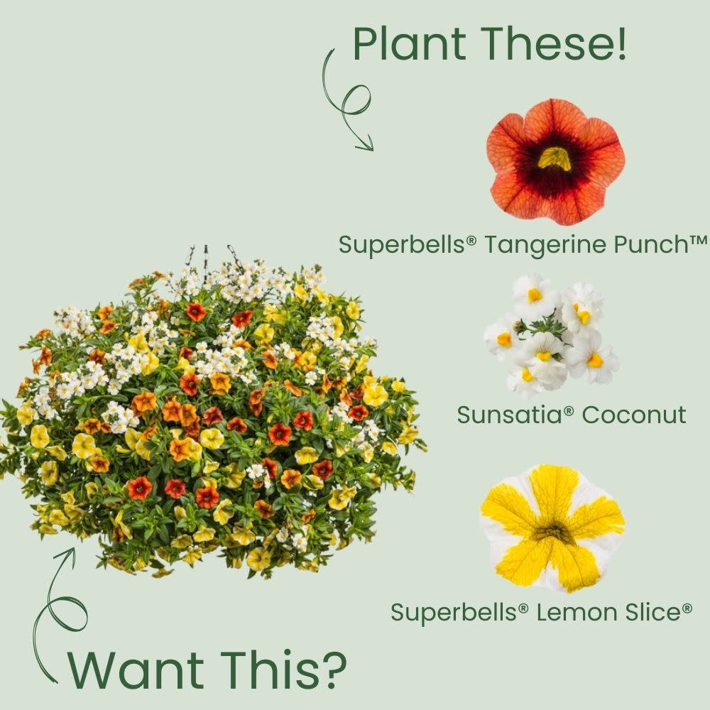 Calibrachoa | Superbells® Tangerine Punch™ | Proven Winners