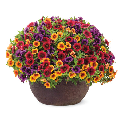 Superbells® Tangerine Punch™ Calibrachoa