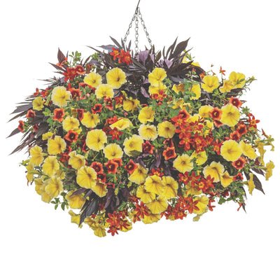 Superbells® Tangerine Punch™ Calibrachoa