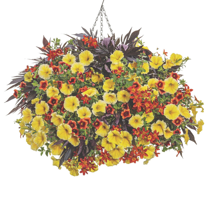 Superbells® Tangerine Punch™ Calibrachoa