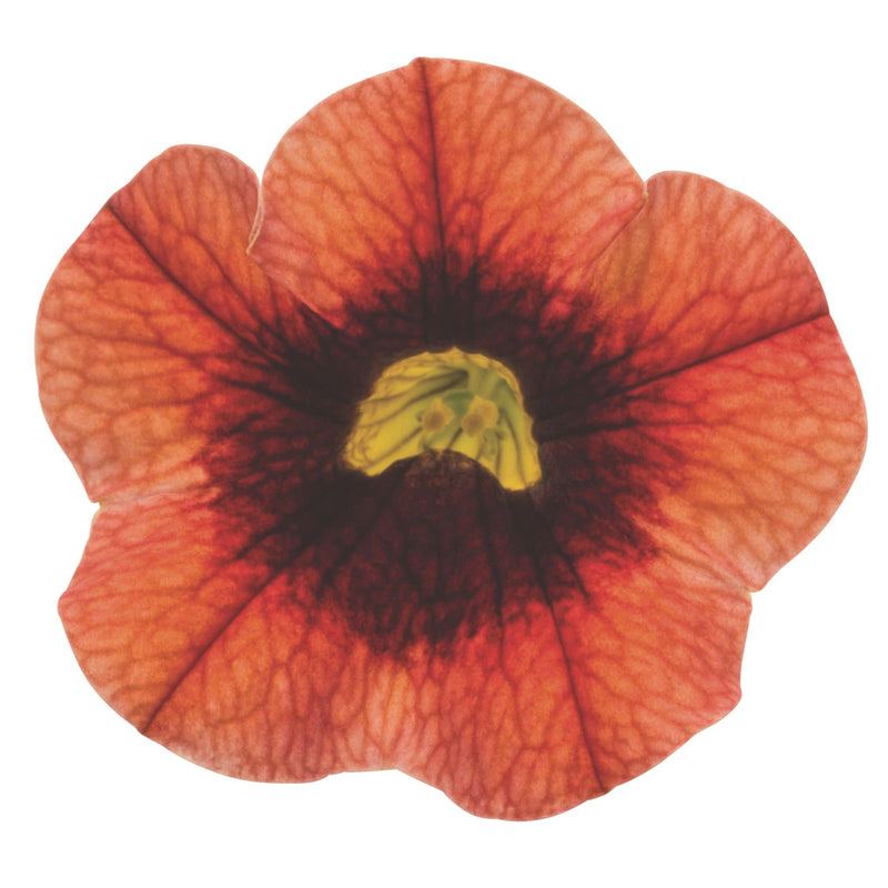 Superbells® Tangerine Punch™ Calibrachoa