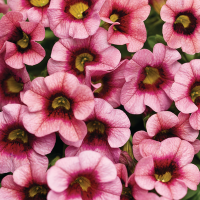 Superbells Strawberry Punch Superbells Strawberry Punch Calibarchoa up close.