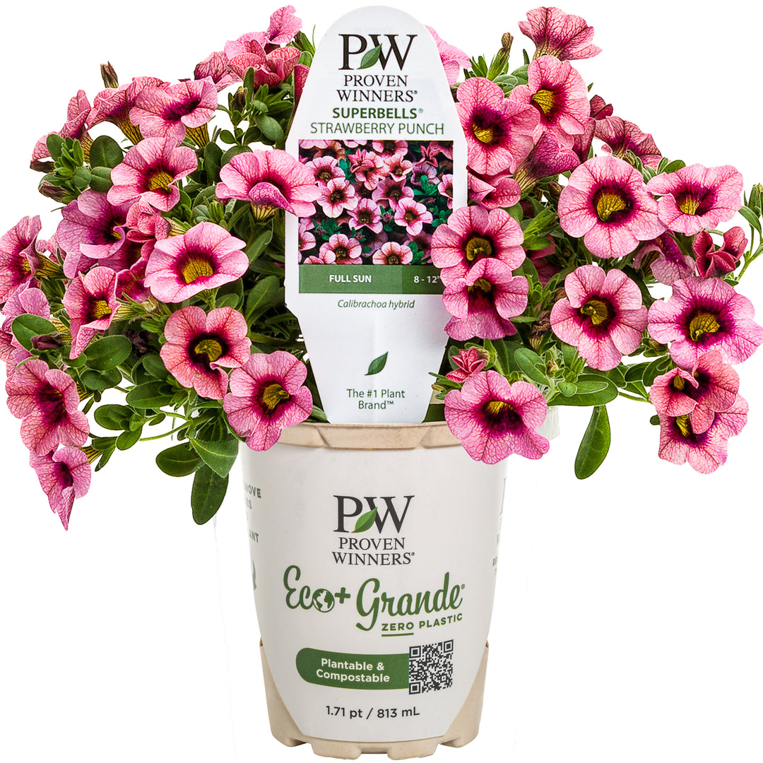 Calibarchoa | Superbells® Strawberry Punch™ | Proven Winners
