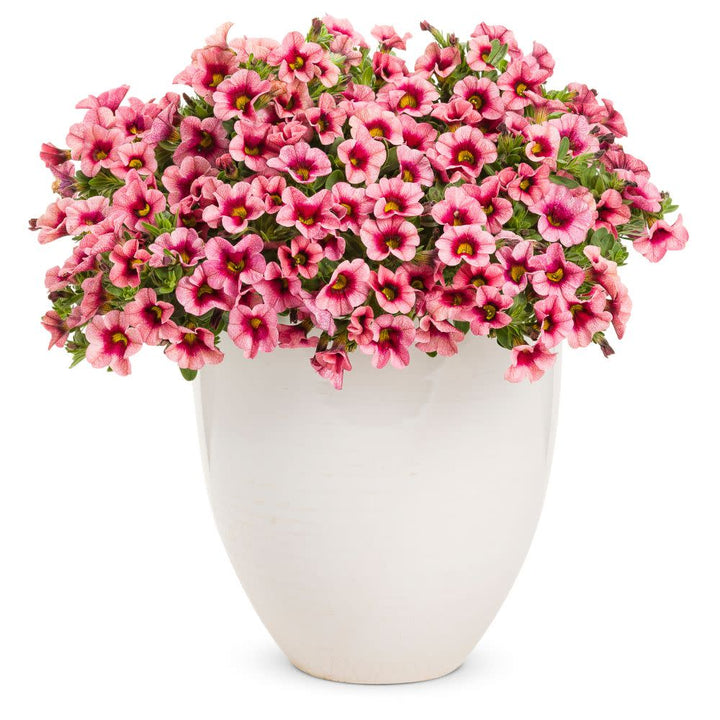 Superbells® Strawberry Punch™ Calibrachoa