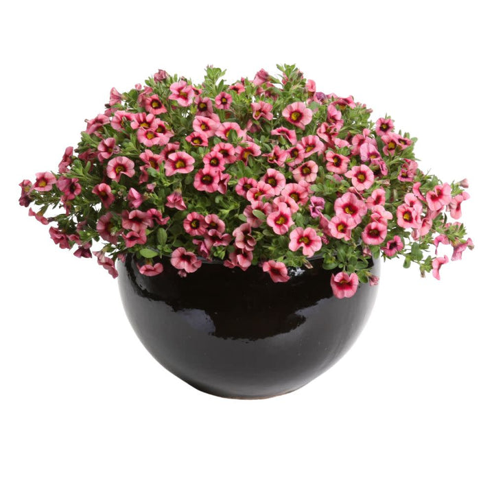 Superbells® Strawberry Punch™ Calibrachoa