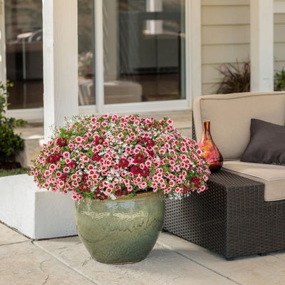 Superbells® Strawberry Punch™ Calibrachoa