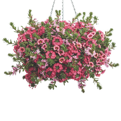 Superbells® Strawberry Punch™ Calibrachoa