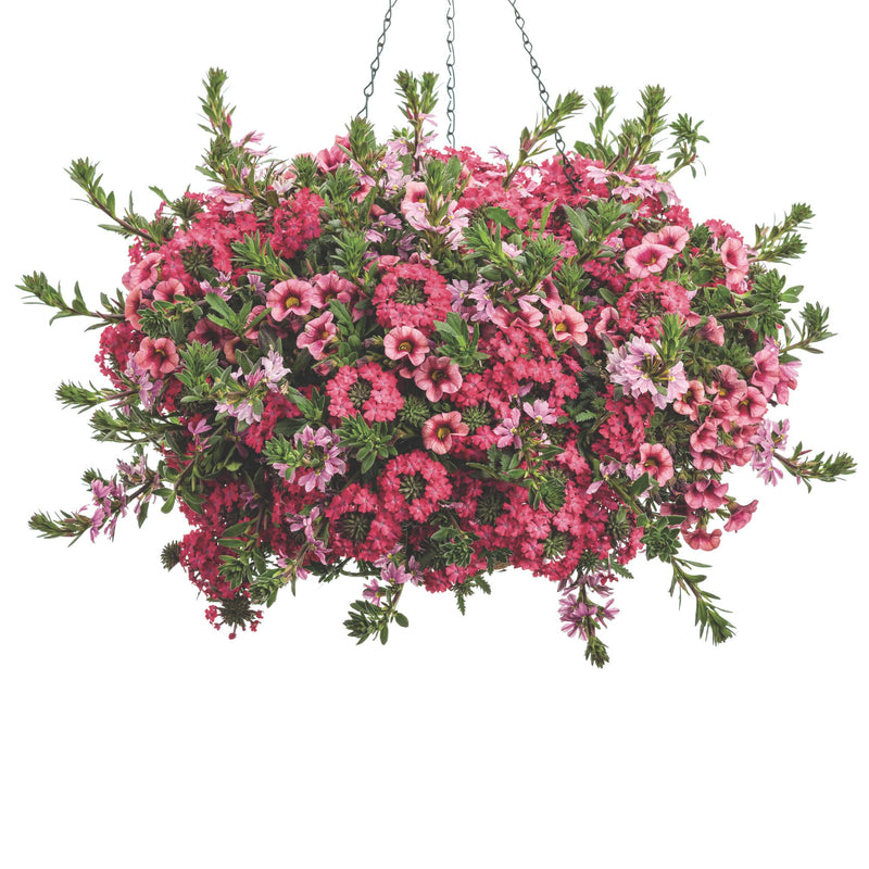 Superbells® Strawberry Punch™ Calibrachoa