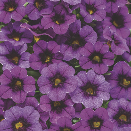 Superbells® Grape Punch™ Calibrachoa