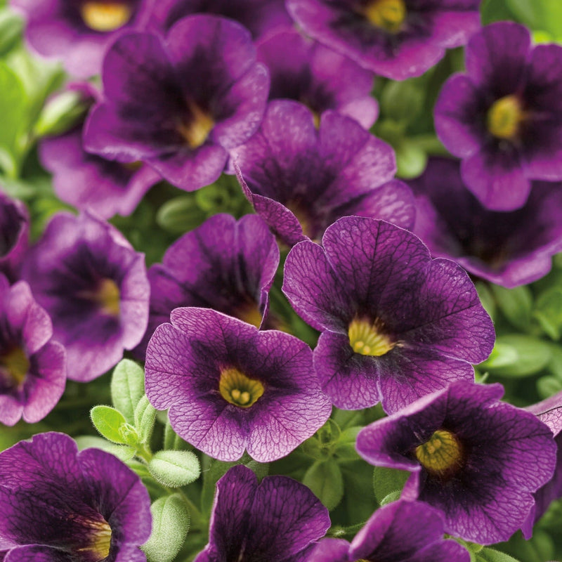 Superbells Grape Punch Calibrachoa up close.