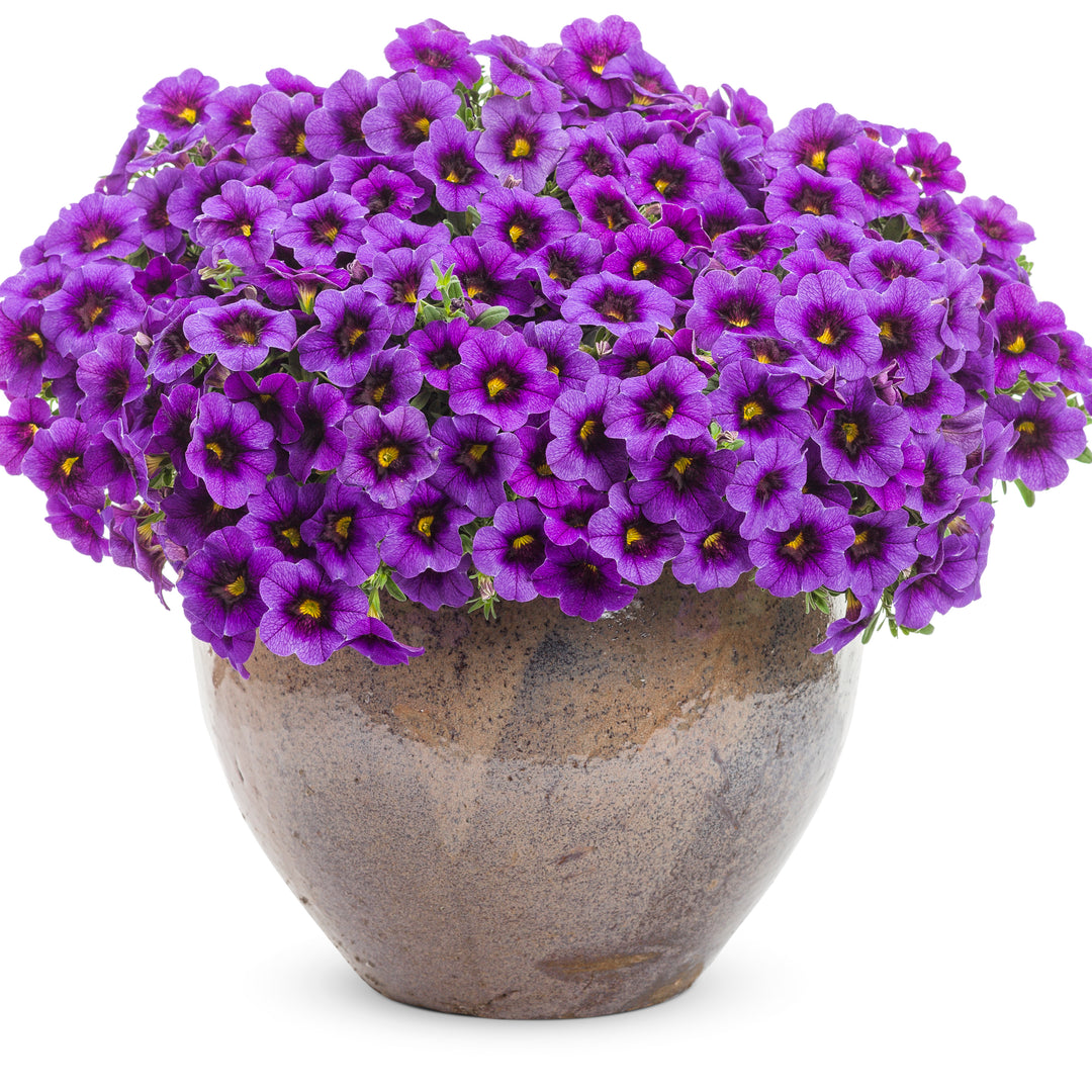 VALABASAS GUAPI purple 最安値 Calibrachoa | Superbells® Grape Punch™ | Proven Winners® Annuals