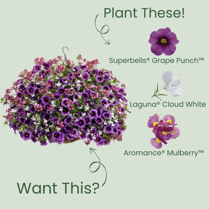Superbells® Grape Punch™ Calibrachoa