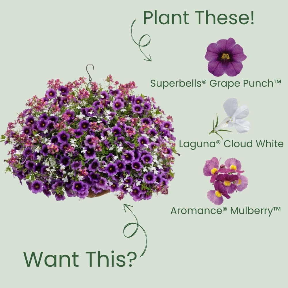 Calibrachoa | Superbells® Grape Punch™ | Proven Winners® Annuals