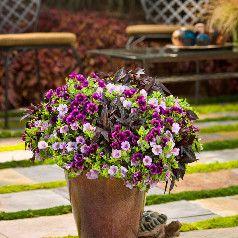 Superbells Grape Punch Calibrachoa in use.