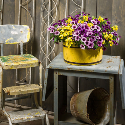 Superbells® Grape Punch™ Calibrachoa