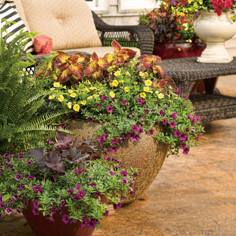 Superbells® Grape Punch™ Calibrachoa