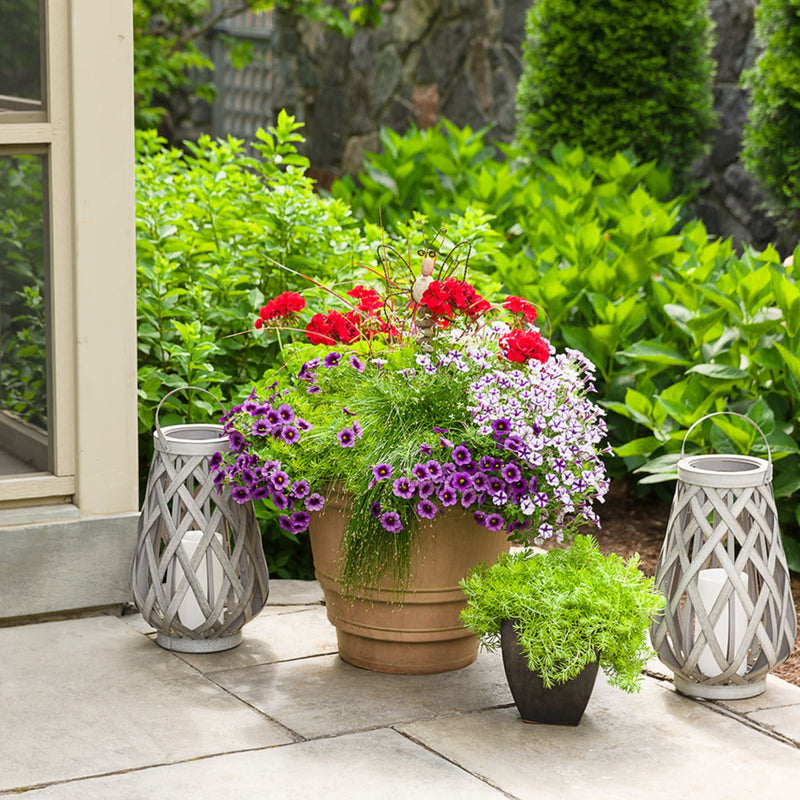 Superbells® Grape Punch™ Calibrachoa