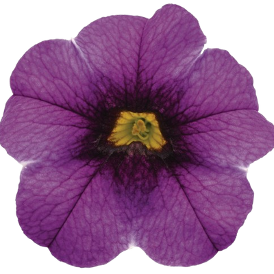 Superbells® Grape Punch™ Calibrachoa (Calibrachoa hybrid)