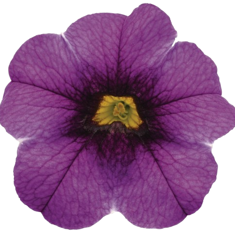 Superbells® Grape Punch™ Calibrachoa (Calibrachoa hybrid)