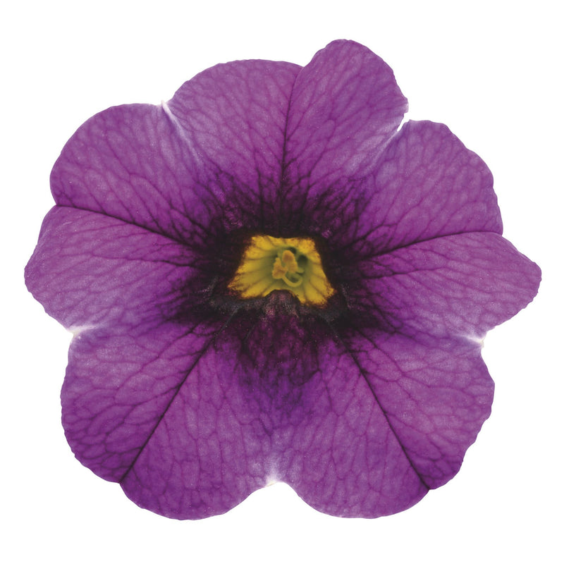 Superbells® Grape Punch™ Calibrachoa