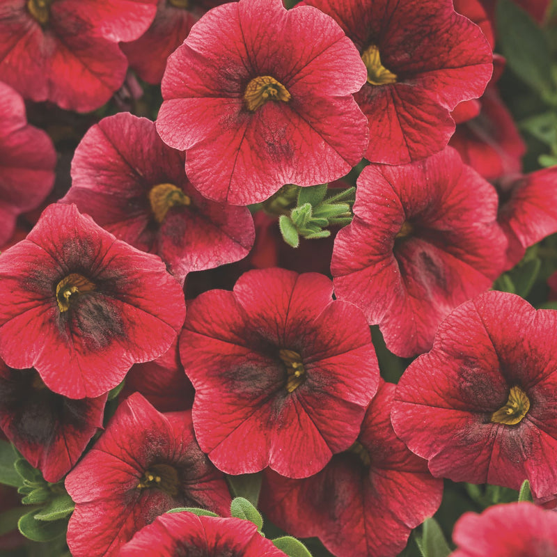 Superbells® Pomegranate Punch™ Calibrachoa