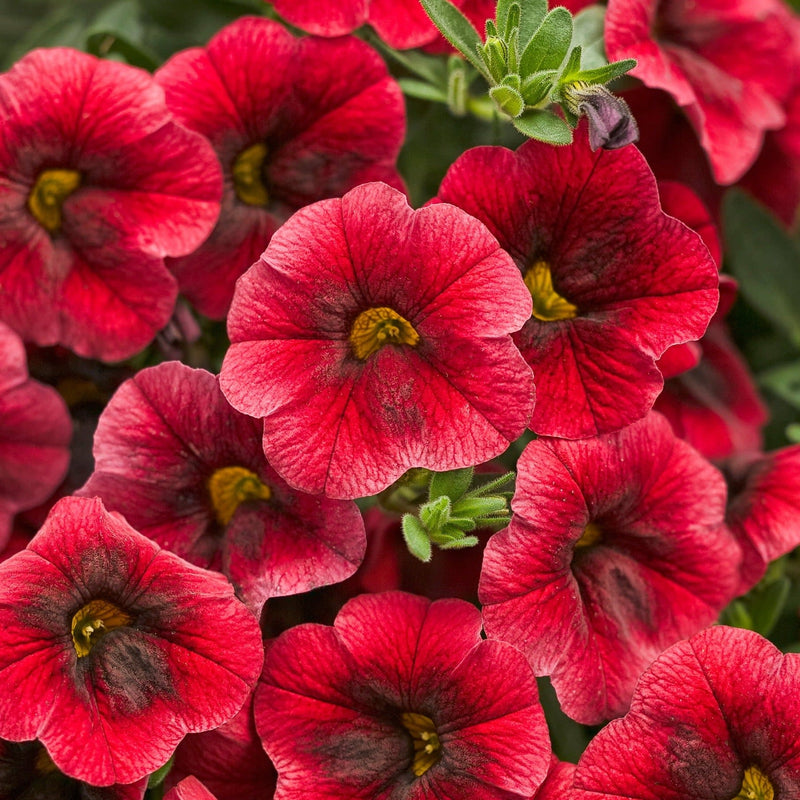 Superbells Pomegranate Punch Superbells Pomegranate Punch Calibrachoa up close.