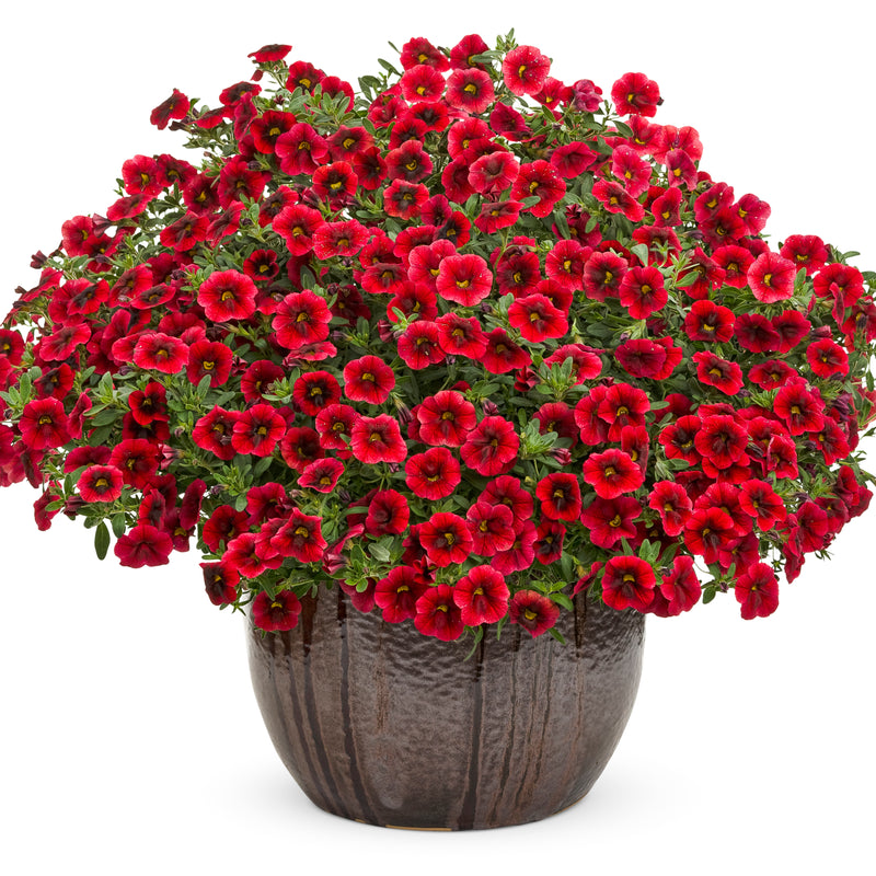 Superbells® Pomegranate Punch™ Calibrachoa (Calibrachoa hybrid)