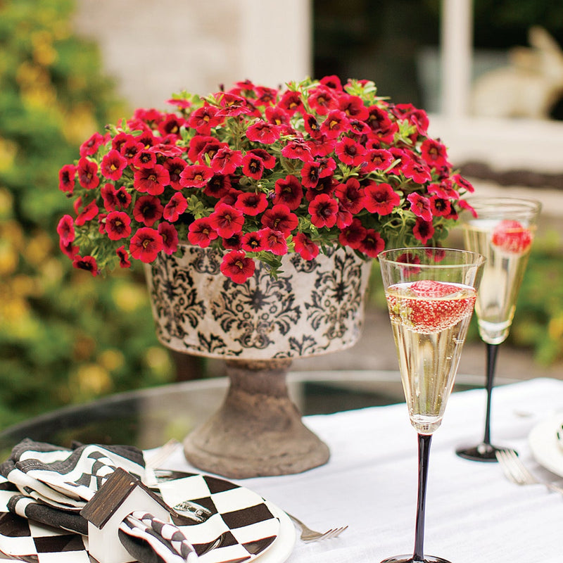 Superbells Pomegranate Punch Superbells Pomegranate Punch Calibrachoa in use.