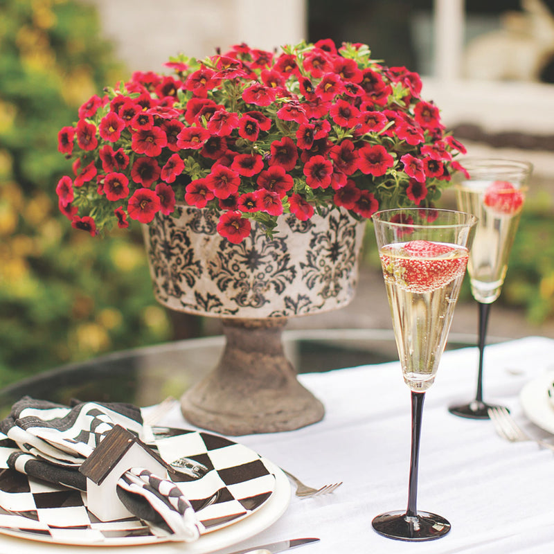 Superbells® Pomegranate Punch™ Calibrachoa