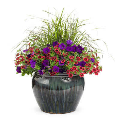 Superbells® Pomegranate Punch™ Calibrachoa