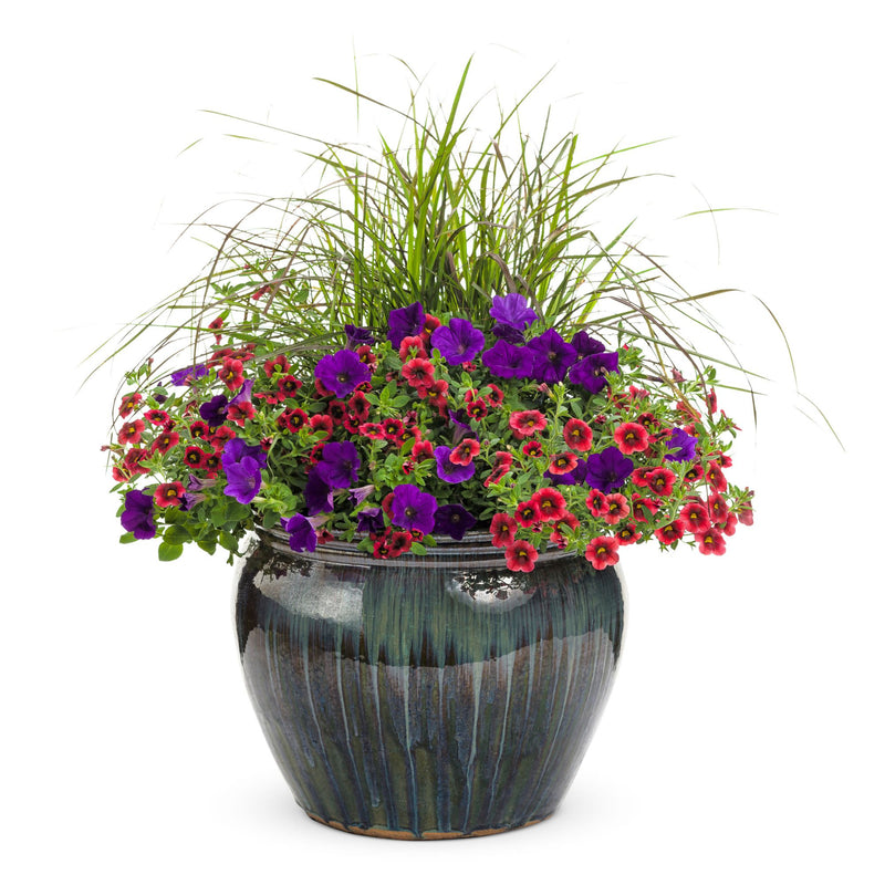 Superbells® Pomegranate Punch™ Calibrachoa