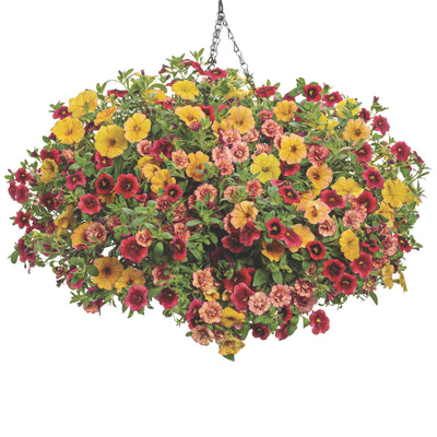 Superbells® Pomegranate Punch™ Calibrachoa
