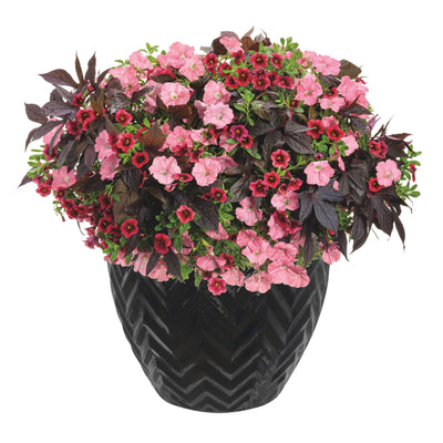 Superbells® Pomegranate Punch™ Calibrachoa